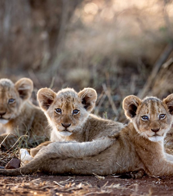 Miracles in Africa - An Update on Conservation